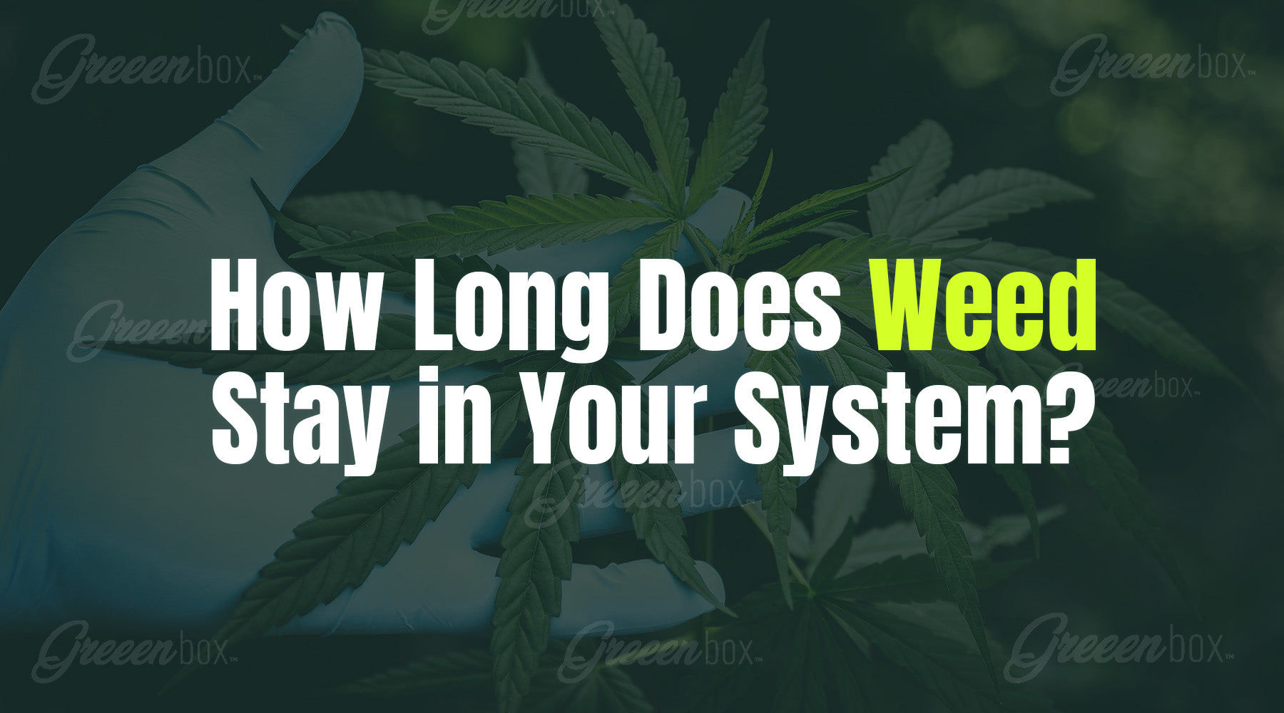 How Long Does Weed Stay in Your System Greeen Box