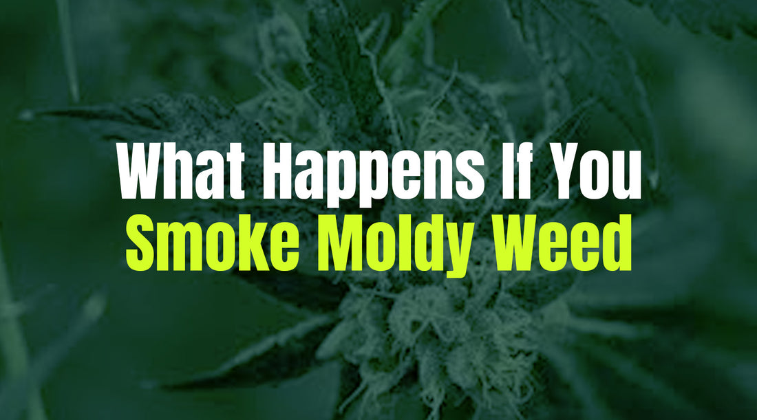 What Happens If You Smoke Moldy Weed